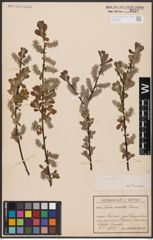 Foto von Salix aurita L.
